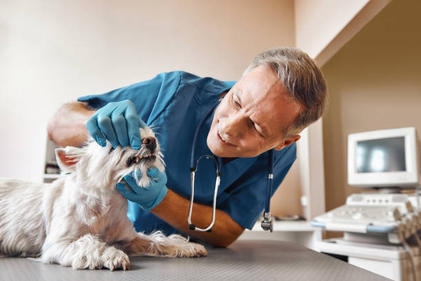 Best Emergency Root Canal Treatment in Stuart, FL